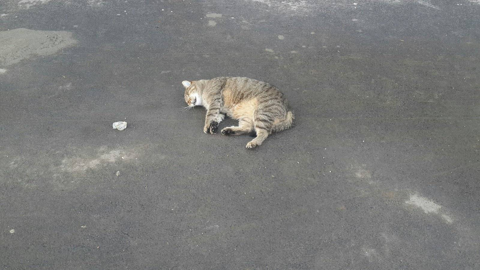 Снится убегающий кот. Кошка спрыгивает. Кот на дороге.